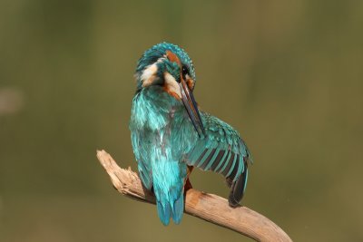King_fisher  4829  Alcedo atthis