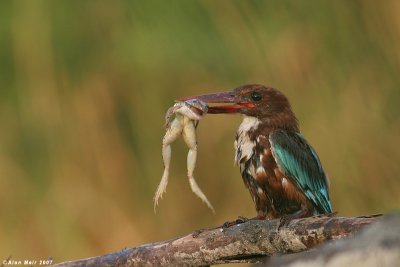 White throated King_fisher with river frog  4934 3