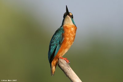 King_fisher  4905  Alcedo atthis