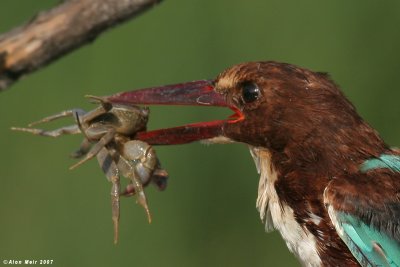 White throated King_fisher with river crab 4902