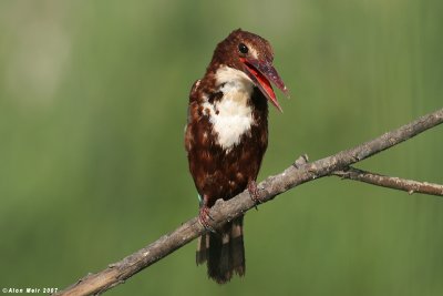 White throated King_fisher 4889