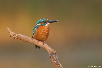 King_fisher  4457 1 Alcedo atthis
