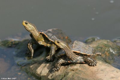 Caspian Turtle / Mauremys caspica 5557  