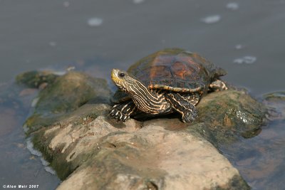 Caspian Turtle / Mauremys caspica 5560  