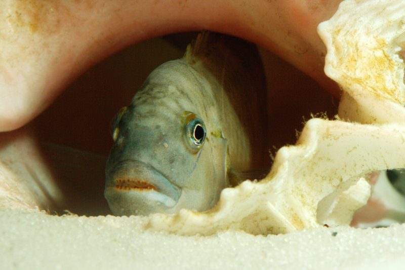 Big Male and Conch