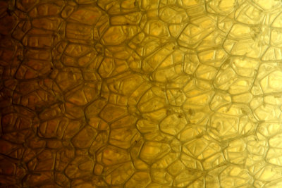 Filter Sponge Mosaic