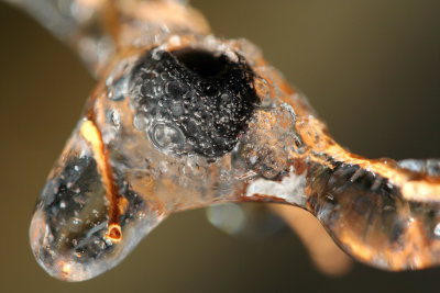 Berry on a Branch in Ice
