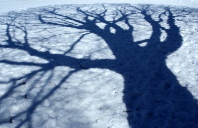 Trampled Tree Shadow