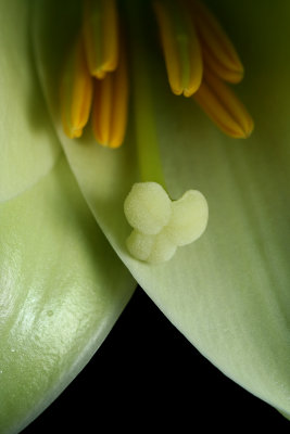 Easter Lily