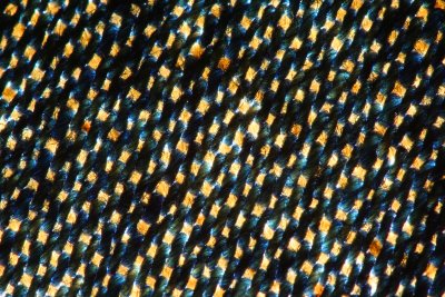 Denim Mosaic