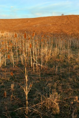 Teasel Field at Sunset