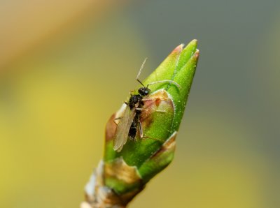 Bug On a Bud