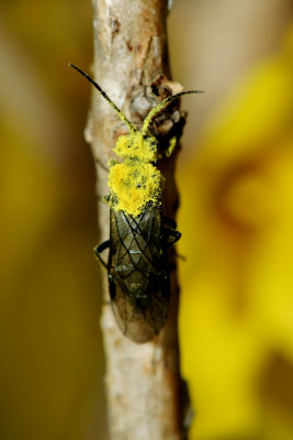 Pollen Laden Ant