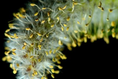 Pollen Tendrils