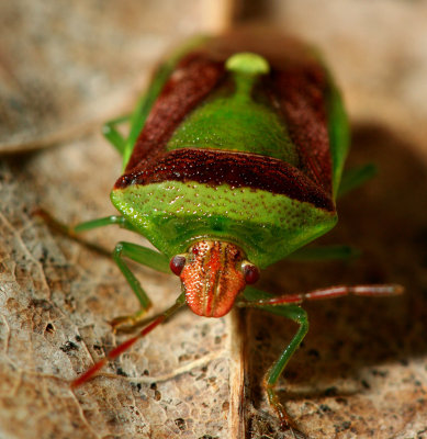 Looking for a Green Leaf