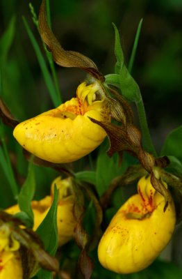 Yellow Lady's Slipper