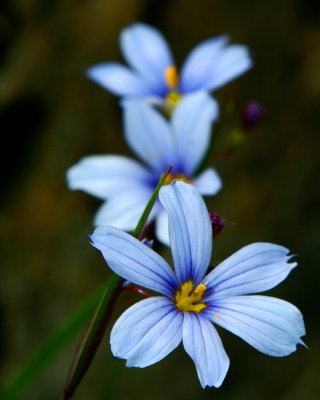 Blue-Eyed Grass