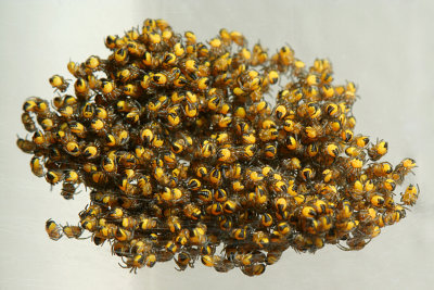 Constellation Arachnida