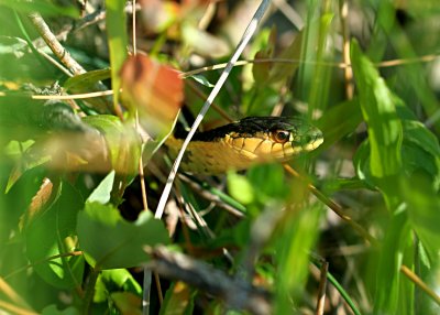 Garter in the Bush