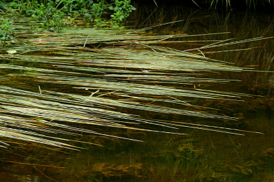 Swamp Lines
