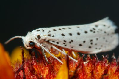 Dalmatian in Flames