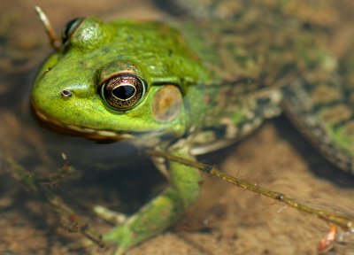 Green in the Stream