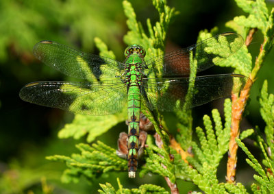 Camoufly