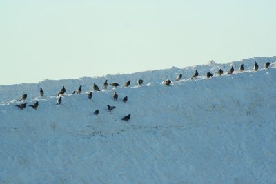 Snow Pigeons
