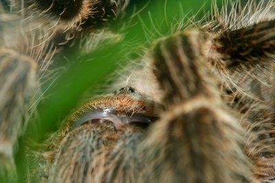 Tarantula Eyes