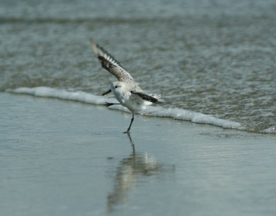 Jig of the Sandpiper