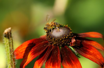 Broken Stalk and the Bee