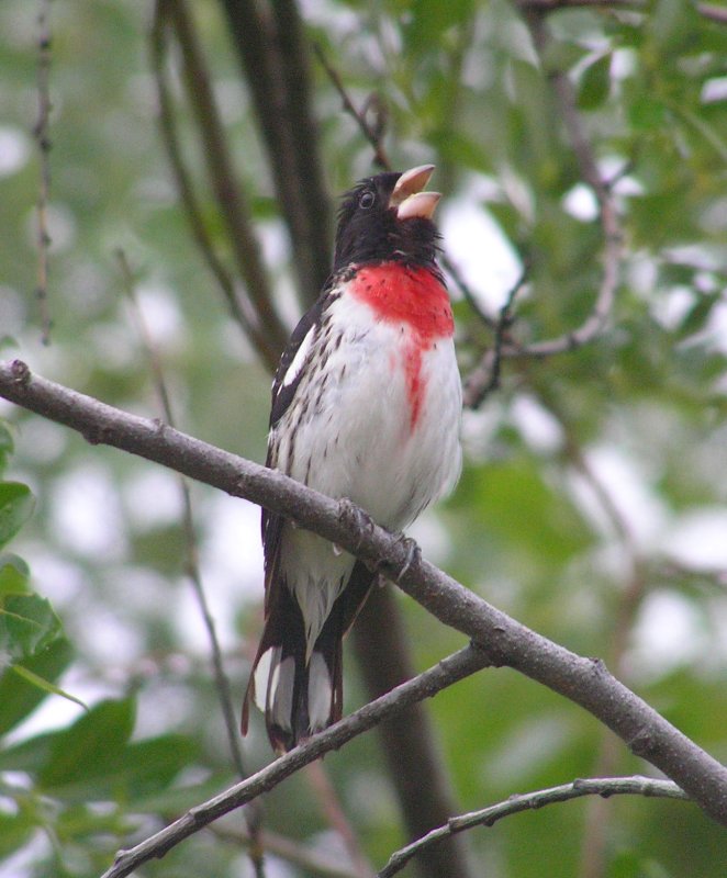 Rose breasted grosbeak