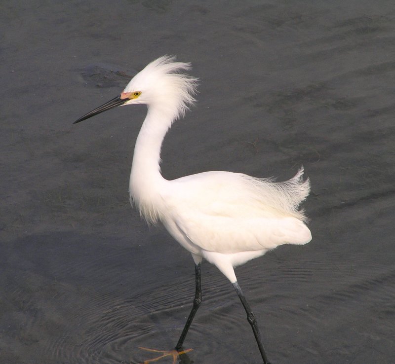 Snowy Egret