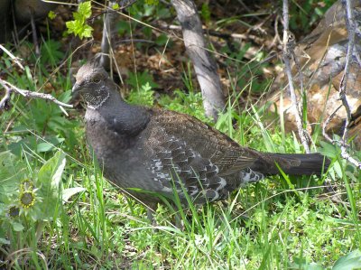 Dusky  Grouse (non-displaying male)