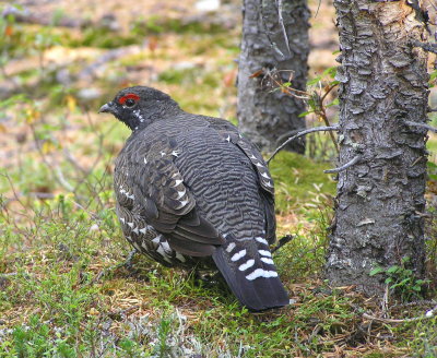 Spruce Grouse (male) Image 2