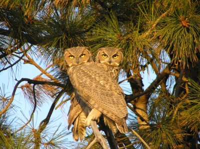 Great Horned Owl pair