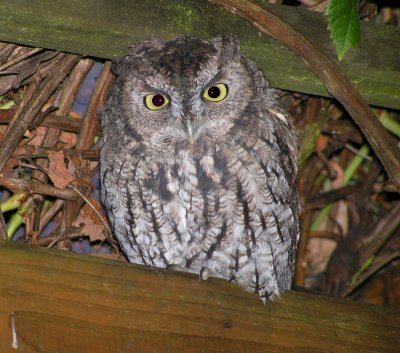 Western Screech Owl