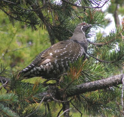 Spruce Grouse (male) Image 3