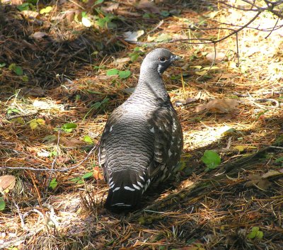 Spruce Grouse (male) Image 4