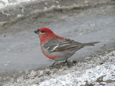 Pine Grosbeak male