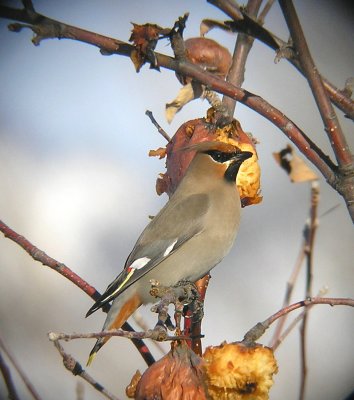 Bohemian Waxwing