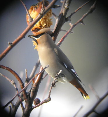 Bohemian Waxwing