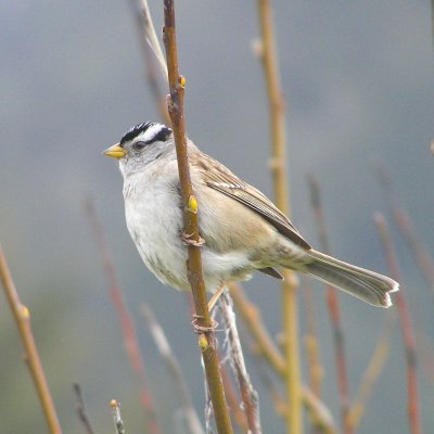 White crowned sparrow