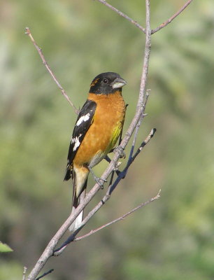 Black Headed Grosbeak (male)