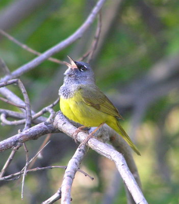 Macgillvray's Warbler (male)