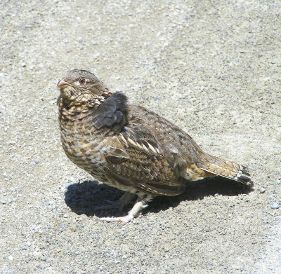 Ruffed Grouse (female)