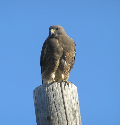 Swainson's hawk (Dark phase)