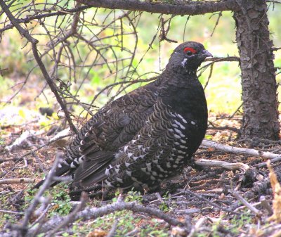 Spruce Grouse (male) Image 5
