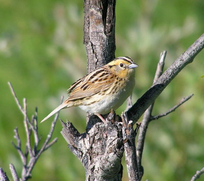 LeConte's sparrow