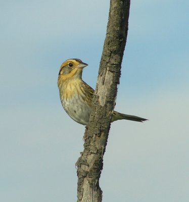 Nelson's Sharptail Sparrow